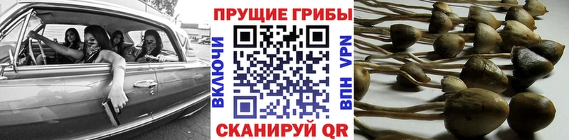 МЕГА сайт  Никольск  Псилоцибиновые грибы Psilocybine cubensis 